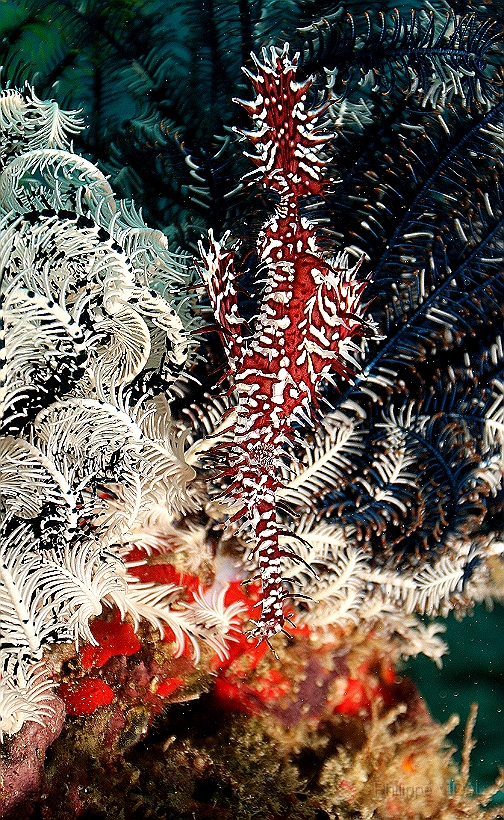 Sipadan_2015_Poisson fantome arlequin_Solenostomus paradoxus_IMG_2481_rc.jpg